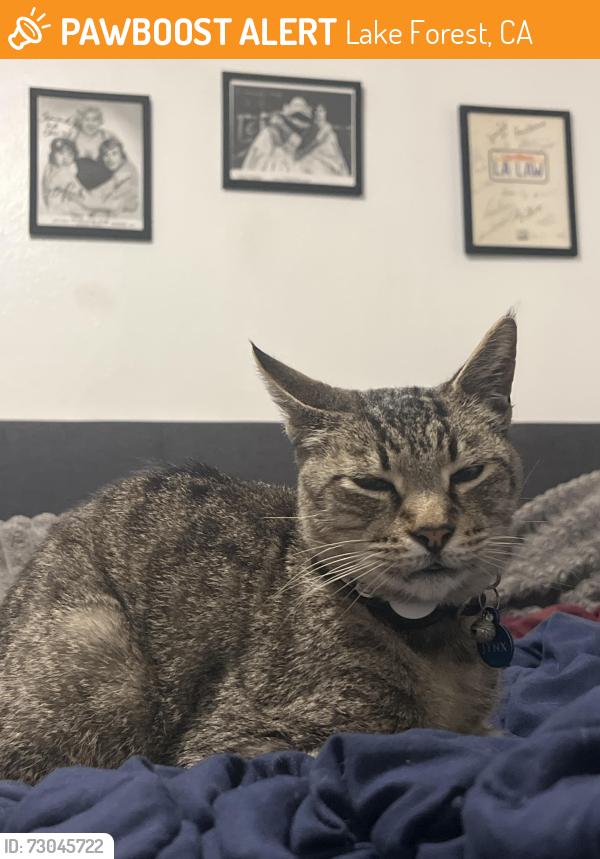 Found/Stray Male Cat last seen Bake, Lake Forest, CA 92630
