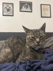 Found/Stray Male Cat last seen Bake, Lake Forest, CA 92630