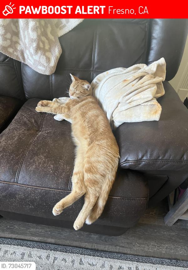 Lost Male Cat last seen sunnyside golf course, Fresno, CA 93727