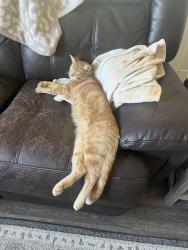 Lost Male Cat last seen sunnyside golf course, Fresno, CA 93727