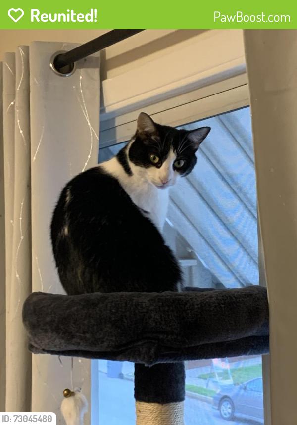 Reunited Female Cat last seen maple and jenevein, San Bruno, CA 94066