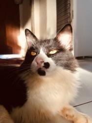 Lost Male Cat last seen Rua camomila 27 bairro João de barro Maringá Paraná, Conjunto Residencial João de Barro Cidade Canção, PR 87053-484