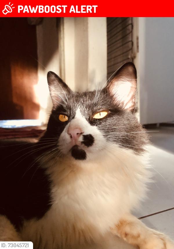 Lost Male Cat last seen Rua camomila 27 bairro João de barro Maringá Paraná, Conjunto Residencial João de Barro Cidade Canção, PR 87053-484