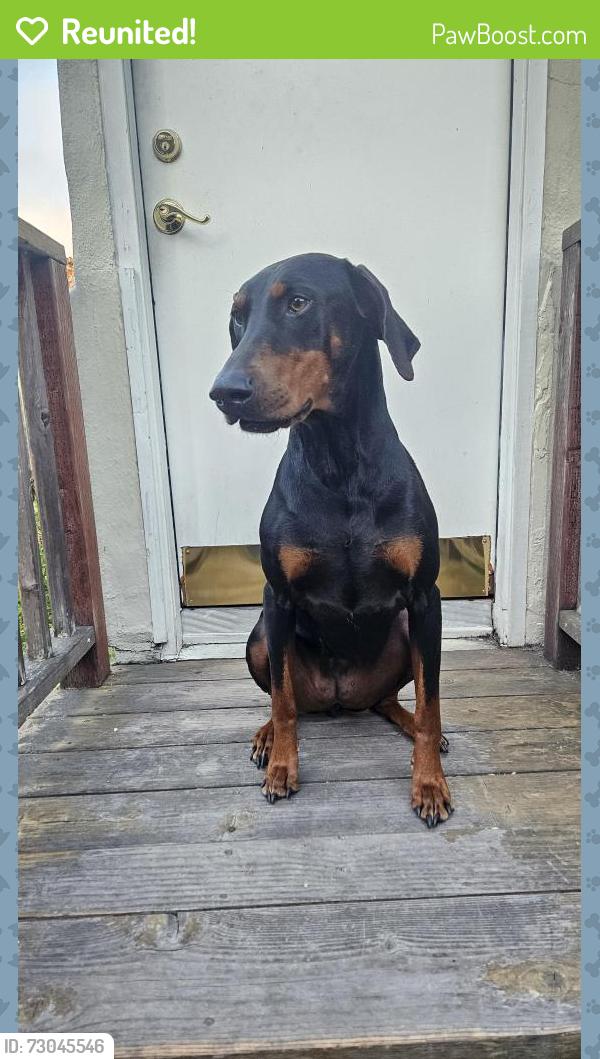 Reunited Female Dog last seen San Pablo Ave & Ashby Ave, Berkeley, CA 94702