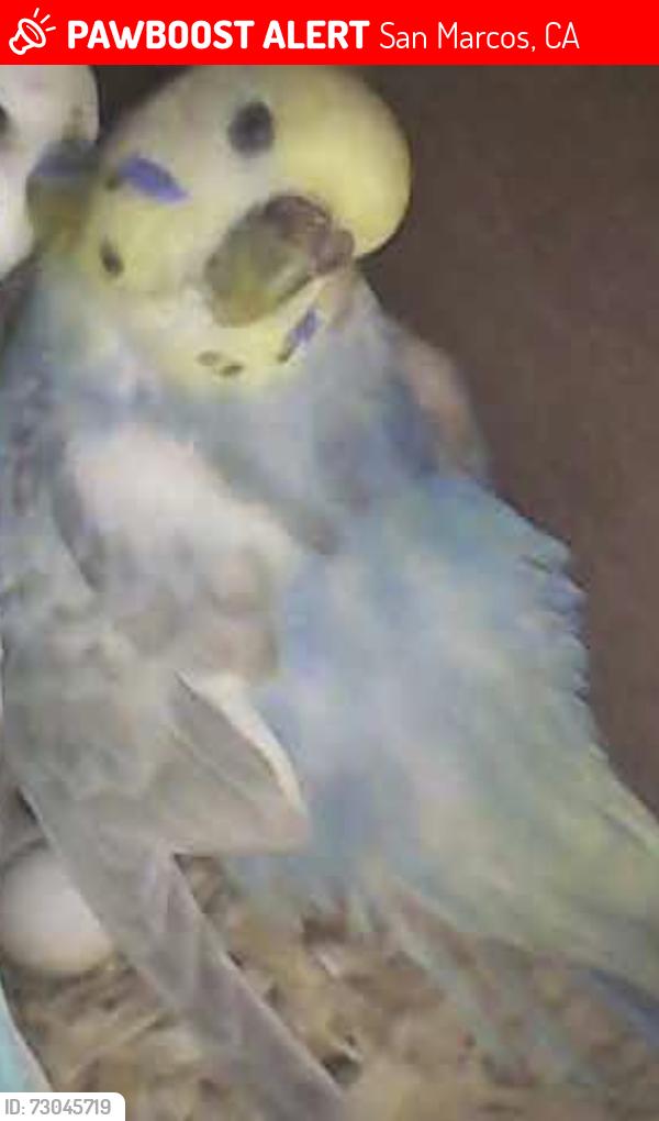 Lost Female Bird last seen Fire road between Woodhaven Rd and Avenida Abeja, San Marcos, San Marcos, CA 92069