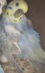 Lost Female Bird last seen Fire road between Woodhaven Rd and Avenida Abeja, San Marcos, San Marcos, CA 92069