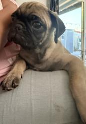 Reunited Male Dog last seen Baseline Ave and 210, Highland, CA 92346