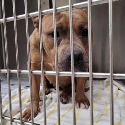 Shelter Stray Female Dog last seen , 3201 Lacy St, Los Angeles, CA 90031, USA