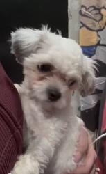 Reunited Male Dog last seen Park st by Brazil cafe , Hartford, CT 06106