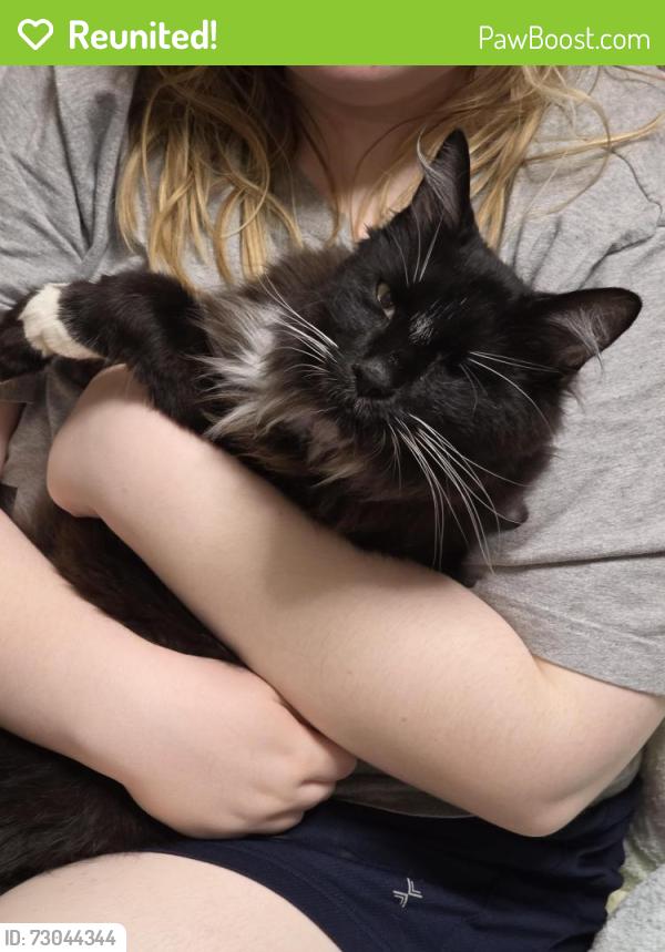 Reunited Male Cat last seen Deforestation and Black Pine, Grove City, OH 43123