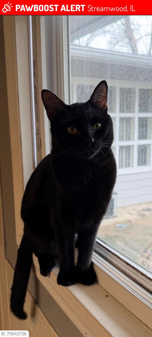 Lost Male Cat last seen Parkside Circle, Streamwood, IL 60107