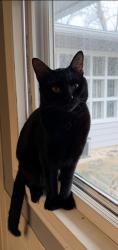 Lost Male Cat last seen Parkside Circle, Streamwood, IL 60107