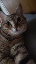 Lost Female Cat last seen Utah mountain, Waynesville, NC 28785
