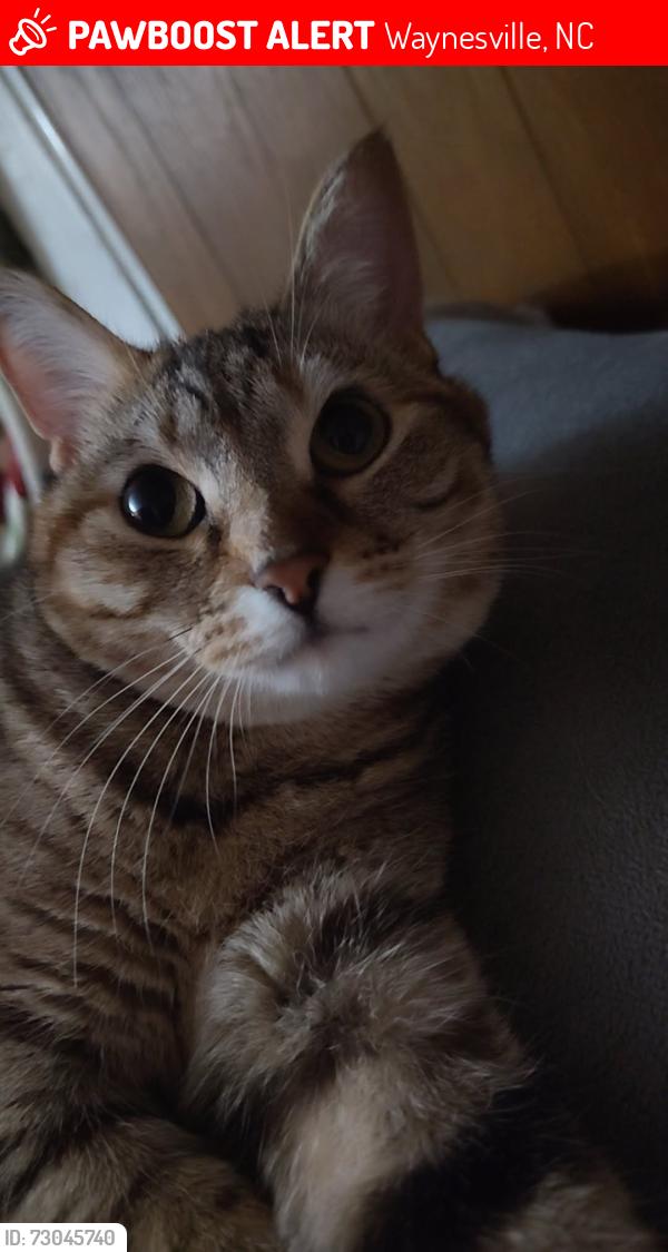 Lost Female Cat last seen Utah mountain, Waynesville, NC 28785