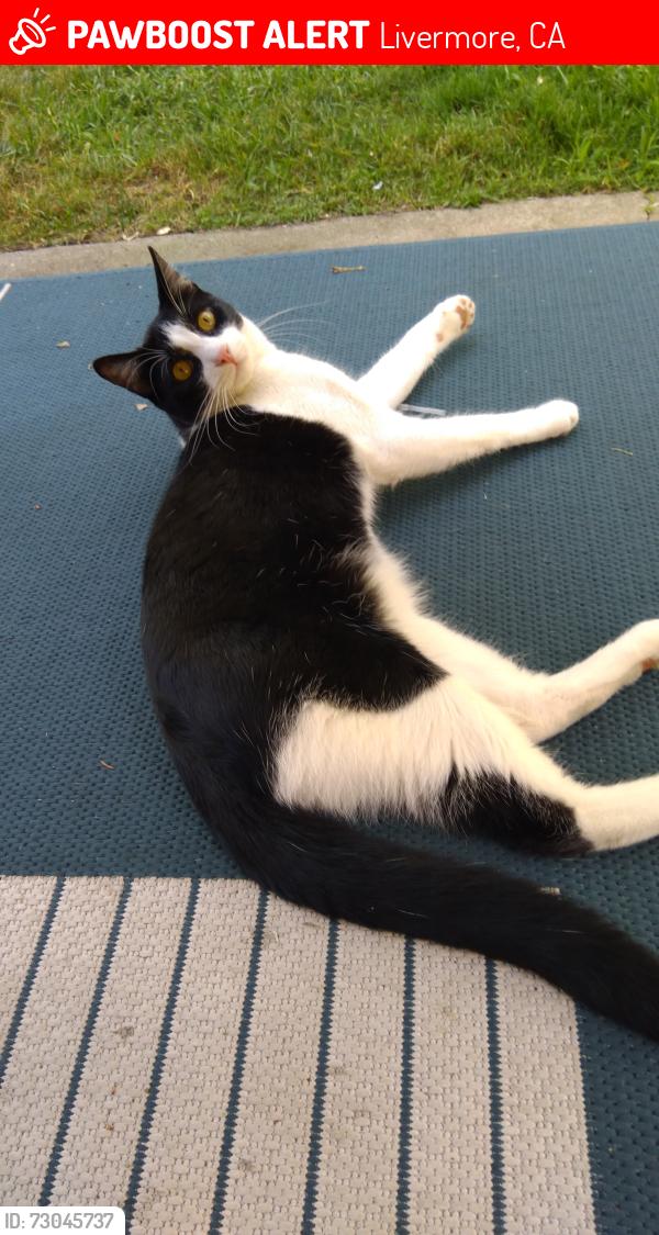 Lost Female Cat last seen Ann Court, Livermore, CA 94550