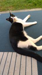 Lost Female Cat last seen Ann Court, Livermore, CA 94550