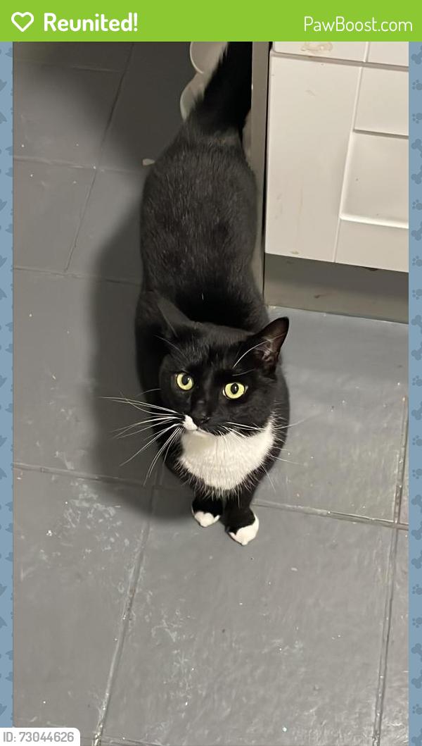 Reunited Male Cat last seen Fairway, Essex, England SS12