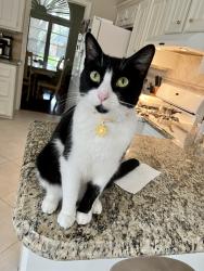 Reunited Female Cat last seen Sawdust rd, Spring, TX 77380