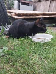 Found/Stray Male Cat last seen 21st & Cranberry Street, Erie, PA 16502