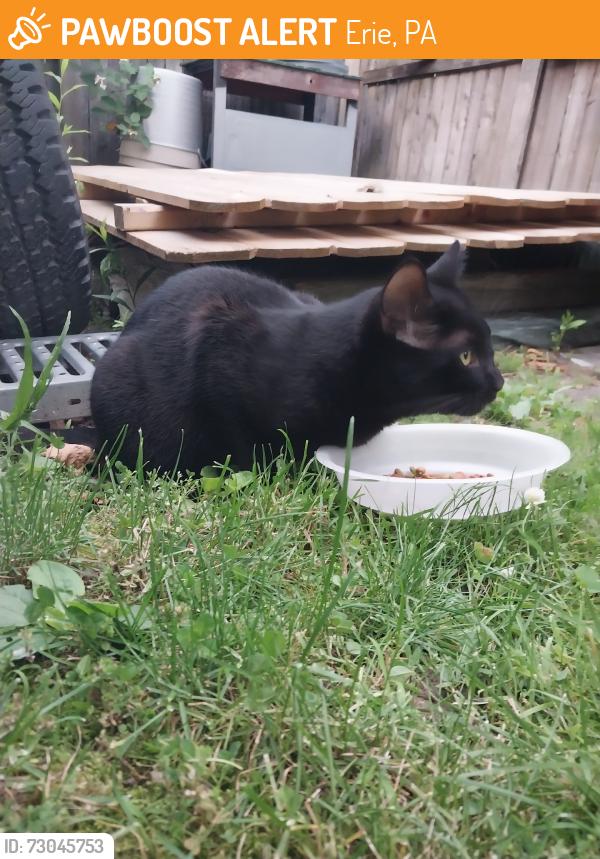 Found/Stray Male Cat last seen 21st & Cranberry Street, Erie, PA 16502