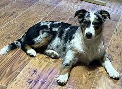 Lost Female Dog last seen colquitt road ests, Shreveport, LA 71118