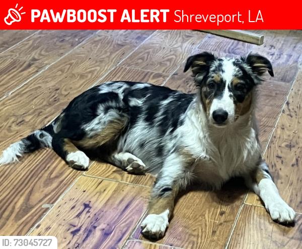 Lost Female Dog last seen colquitt road ests, Shreveport, LA 71118