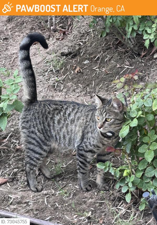 Found/Stray Unknown Cat last seen Serrano/San Lorenzo, Orange, CA 92867