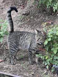 Found/Stray Unknown Cat last seen Serrano/San Lorenzo, Orange, CA 92867