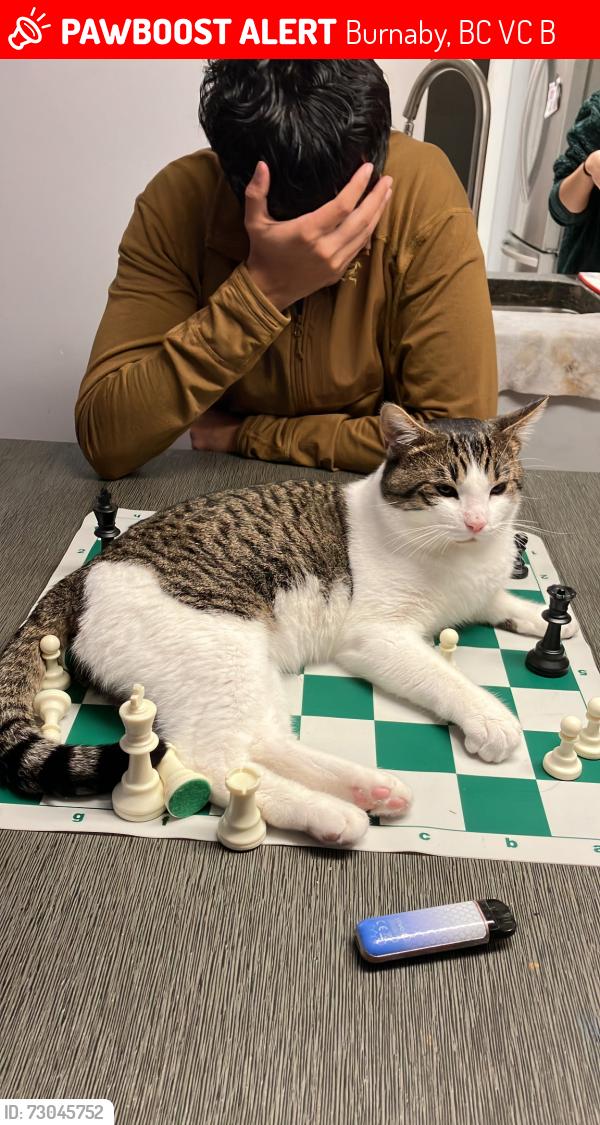 Lost Male Cat last seen Hythe and Hastings , Burnaby, BC V5C 6B6
