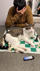 Lost Male Cat last seen Hythe and Hastings , Burnaby, BC V5C 6B6