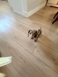 Reunited Female Dog last seen Miller, Fontana, CA 92336