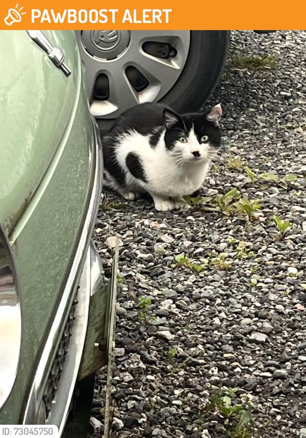 Found/Stray Male Cat last seen Derby Road / Warwick Street / Towneley Road, Longridge, England PR3