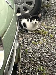 Found/Stray Male Cat last seen Derby Road / Warwick Street / Towneley Road, Longridge, England PR3