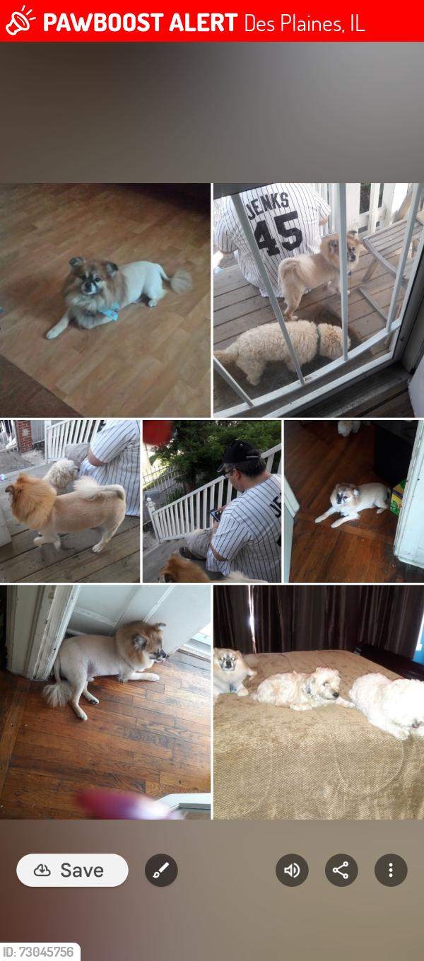 Lost Male Dog last seen Oakton and Websterlane , Des Plaines, IL 60018