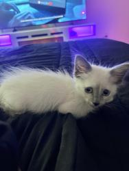 Lost Unknown Cat last seen Orchid dr highland, Highland, CA 92346