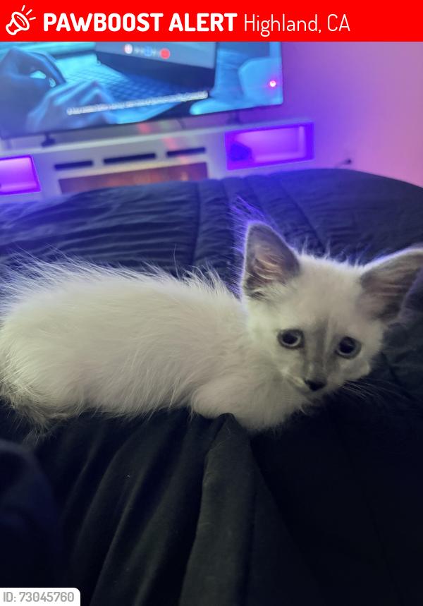 Lost Unknown Cat last seen Orchid dr highland, Highland, CA 92346