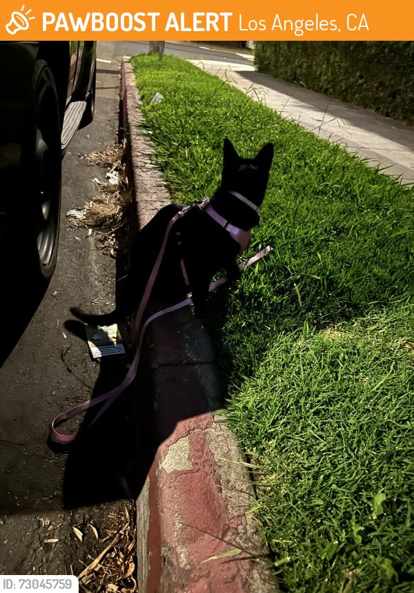 Found/Stray Unknown Cat last seen Raymond Ave and W 35th St, Los Angeles, CA 90007