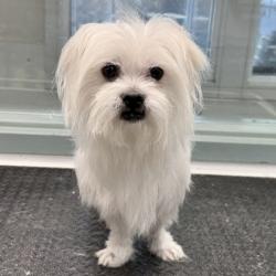 Shelter Stray Male Dog last seen 20th Street and 23rd Ave, Oakland, CA, 1101 29th Ave, Oakland, CA 94601, USA
