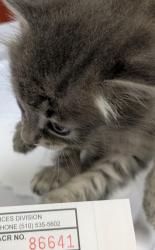 Shelter Stray Male Cat last seen Near Bancroft Ave, Oakland, , 1101 29th Ave, Oakland, CA 94601, USA