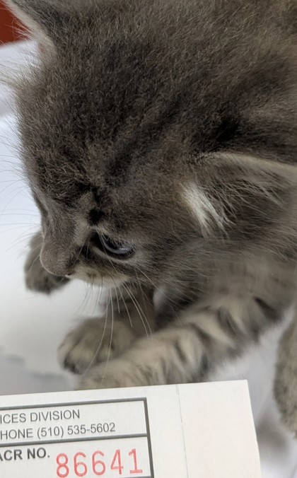 Shelter Stray Male Cat last seen Near Bancroft Ave, Oakland, , 1101 29th Ave, Oakland, CA 94601, USA