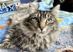 Lost Male Cat last seen Near cedar, between Milvia and Henry , Berkeley, CA 94709