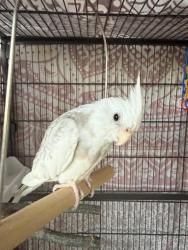 Lost Female Bird last seen Lincoln Avenue on trees or roofs, Redwood City, CA 94061