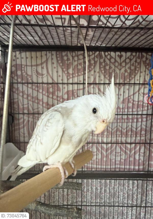 Lost Female Bird last seen Lincoln Avenue on trees or roofs, Redwood City, CA 94061