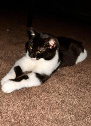 Lost Male Cat last seen Huffman St. and Sherman Blvd. , Fort Wayne, IN 46808