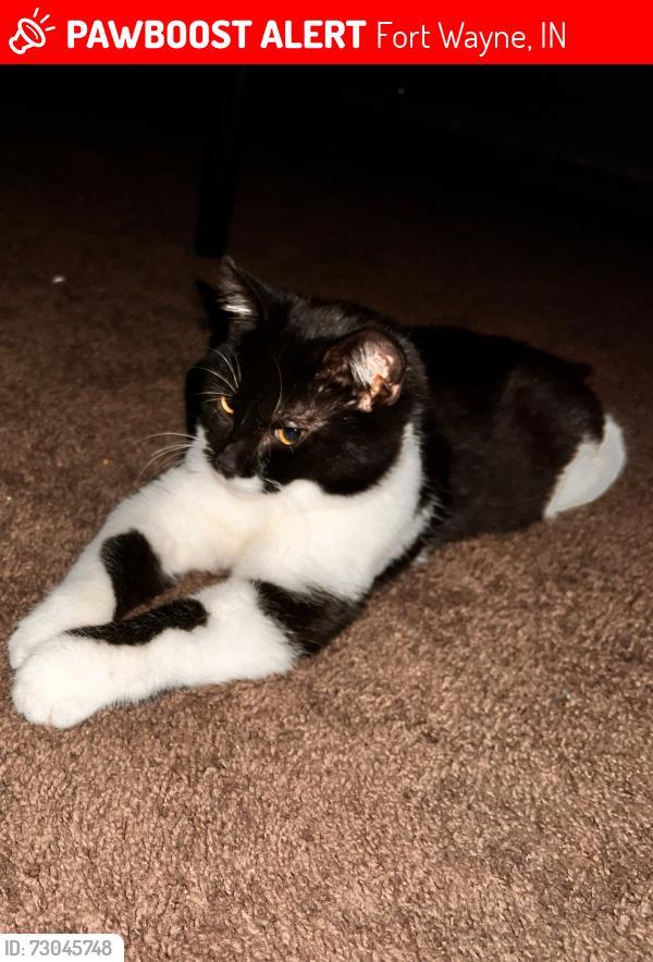 Lost Male Cat last seen Huffman St. and Sherman Blvd. , Fort Wayne, IN 46808