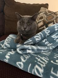 Lost Male Cat last seen Sawdust rd , Spring, TX 77380