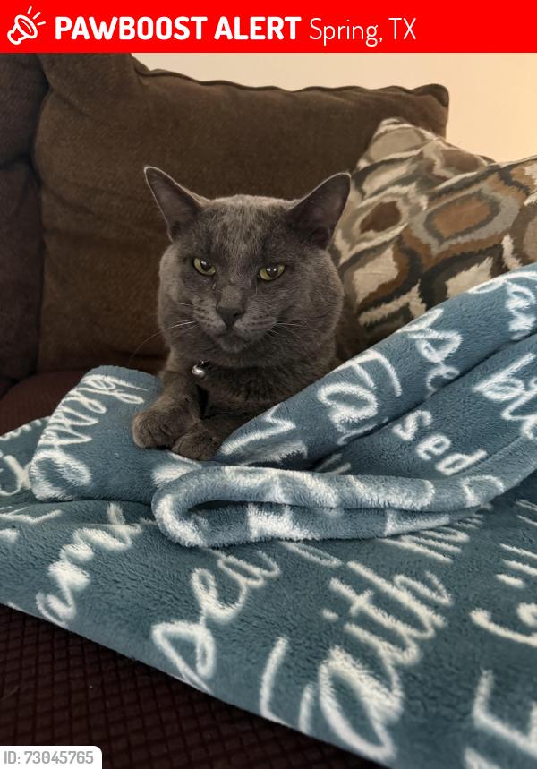 Lost Male Cat last seen Sawdust rd , Spring, TX 77380