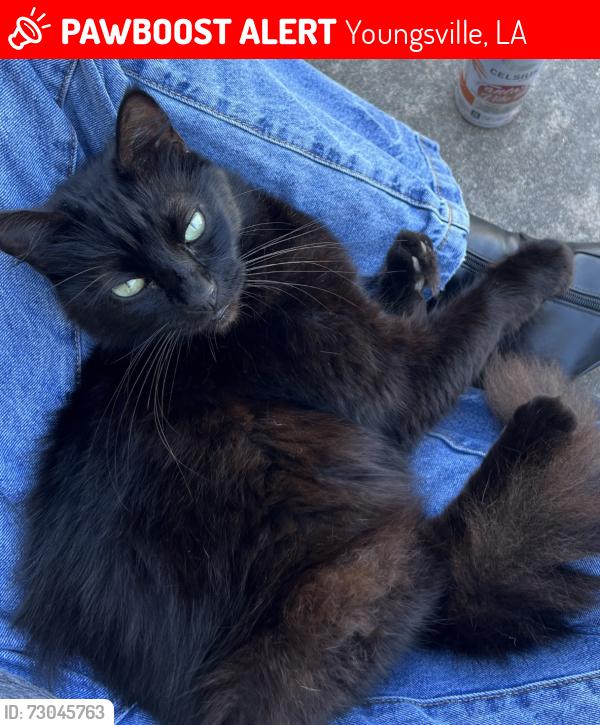 Lost Male Cat last seen Neighborhood across from sonic, Youngsville, LA 70592