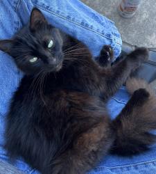 Lost Male Cat last seen Neighborhood across from sonic, Youngsville, LA 70592
