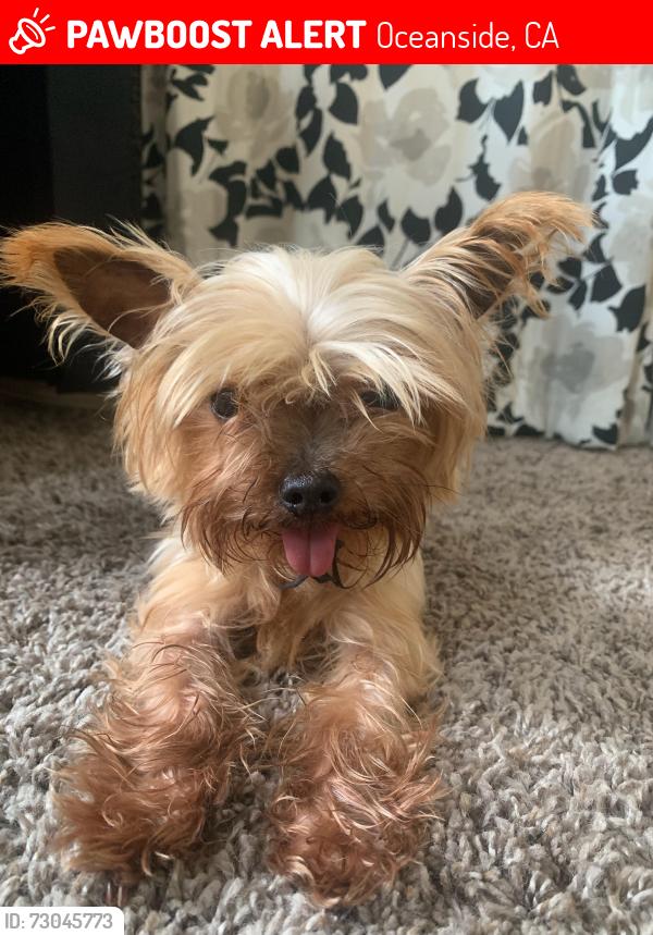 Lost Female Dog last seen Silver Birch and White Pine, Oceanside, CA 92057